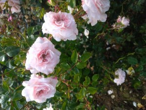 FLOWER BOMB (floribunda)